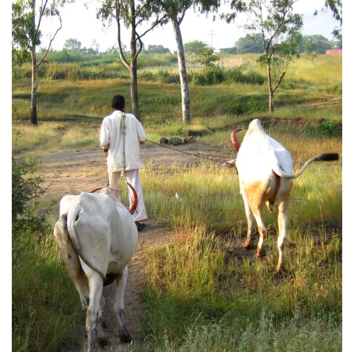 कपिलवस्तुमा गोरु तस्करीको प्रभाव , किसानको गोठबाट दिनदहाडै गोरु चोरी ।